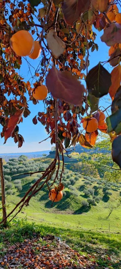 Terrazza San Vettore Camere Con Colazione, Relax In Collina Con Vista Sui Vigneti Docg Asolo Maser Extérieur photo